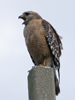 dsc059899_small.jpg