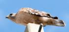 dsc0601911_small.jpg