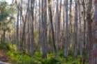 dsc0603916_small.jpg