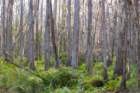 dsc0604117_small.jpg