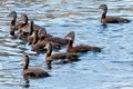 2010-12-25_hunters_creek_index.jpg