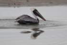 dsc06248_small.jpg