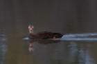 dsc06268_small.jpg