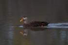 dsc06269_small.jpg
