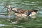 dsc06991_small.jpg