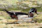 dsc06997_small.jpg