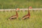 dsc01524_small.jpg