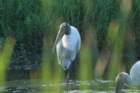 dsc01528_small.jpg