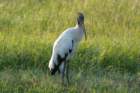 dsc01530_small.jpg