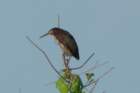dsc01550_small.jpg