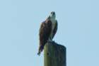 dsc01599_small.jpg