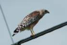 dsc01601_small.jpg