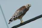 dsc01602_small.jpg