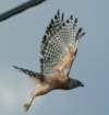 dsc01604_small.jpg