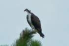 dsc01612_small.jpg