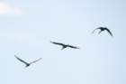 dsc07472_small.jpg