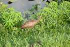 dsc07537_small.jpg