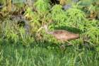 dsc07541_small.jpg