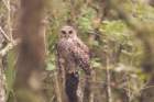 dsc07588_small.jpg