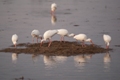 estero_lagoon_01_index.jpg