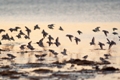 estero_lagoon_02_index.jpg