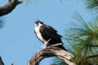 dsc07652_small.jpg
