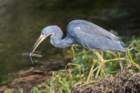 dsc07737_small.jpg
