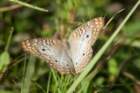 dsc07768_small.jpg