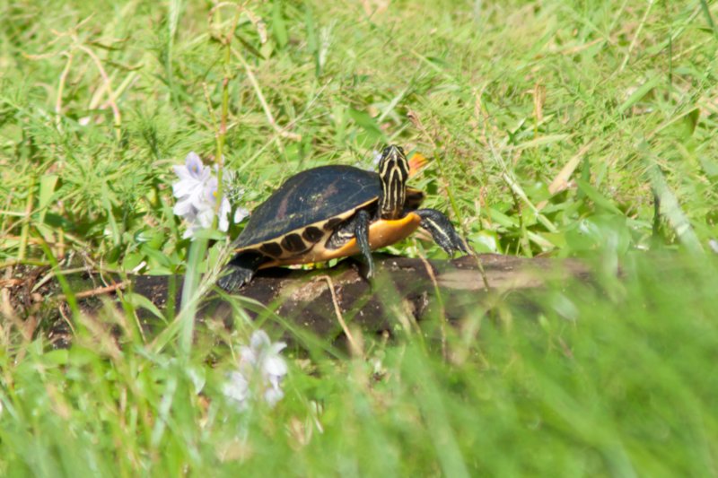 DSC07772 dsc07772.jpg