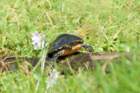 dsc07780_small.jpg