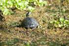 dsc07787_small.jpg