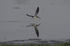 sawgrass120412036_small.jpg