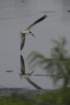 sawgrass120412038_small.jpg
