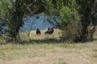 celeryfields16042012034_small.jpg