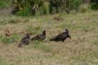 celeryfields16042012046_small.jpg