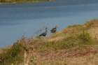 celeryfields16042012056_small.jpg