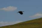 celeryfields16042012059_small.jpg