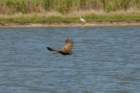celeryfields16042012062_small.jpg