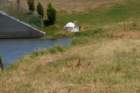 celeryfields16042012064_small.jpg