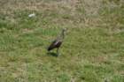 celeryfields16042012067_small.jpg