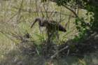 celeryfields16042012075_small.jpg