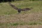 celeryfields16042012100_small.jpg