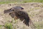 dsc08564_small.jpg