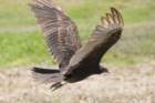 dsc08566_small.jpg