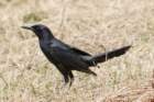 dsc08586_small.jpg