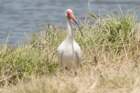 dsc08611_small.jpg
