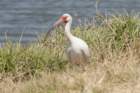 dsc08612_small.jpg