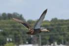 dsc08628_small.jpg