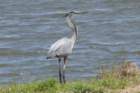 dsc08646_small.jpg