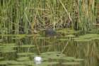 boydhillnaturereserve19042012004_small.jpg